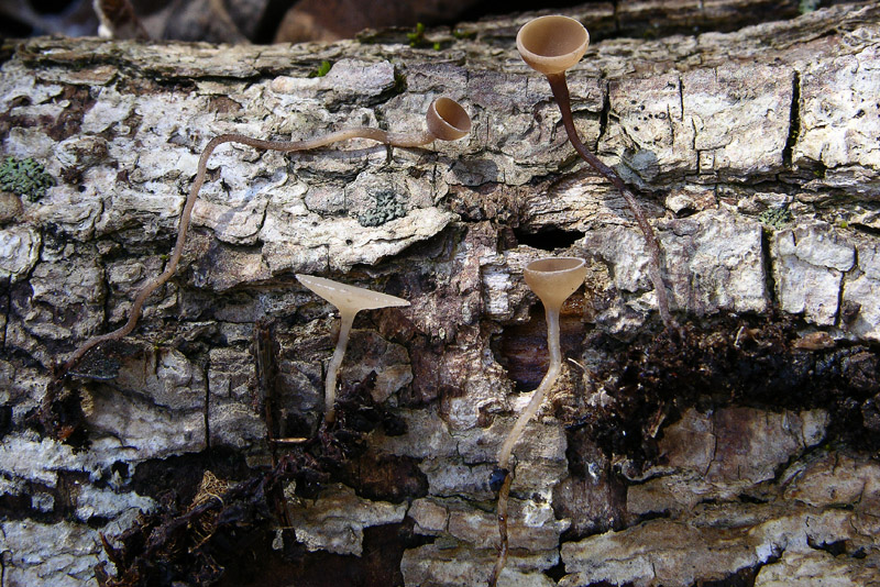 Ritrovamenti odierni.